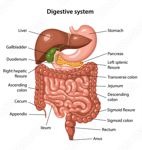 Digestive System (Anatomy)