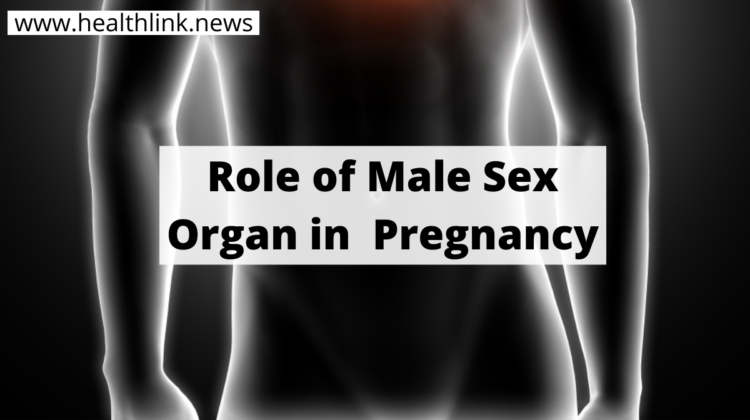 Male Sex Organ and Pregnancy