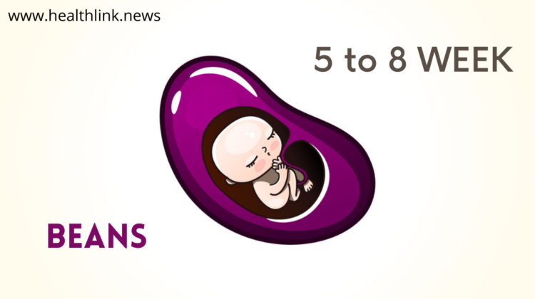Pregnancy Guide Week 5 to 8