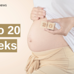 17 to 20 weeks pregnant