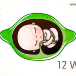 Pregnancy Guide of 12 Week