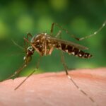 Don't Ignore Unusual Symptoms of Dengue Virus
