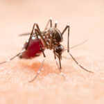 Dengue Unveiling the Symptoms and Treatment Strategies