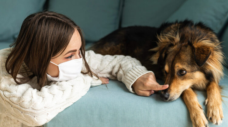 Canine Influenza How Does the Virus Spread Fast in Dogs